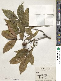 Carya glabra image