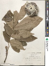 Carya glabra image