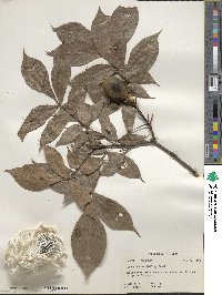 Carya glabra image