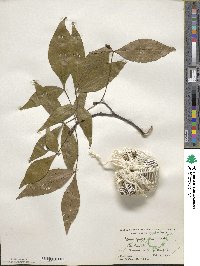 Carya glabra image