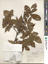 Carya glabra image