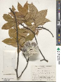 Carya glabra image