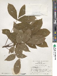 Carya glabra image