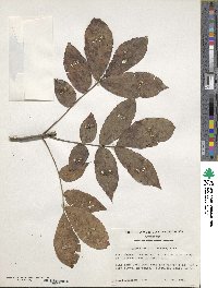 Carya glabra image