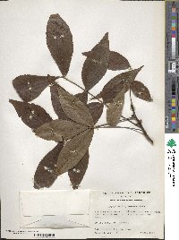 Carya glabra image