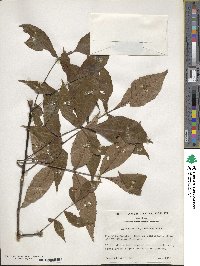 Carya glabra image