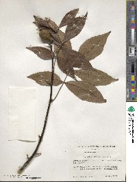 Carya glabra image