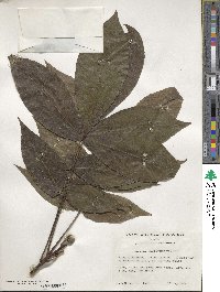 Carya glabra image