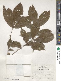 Carya glabra image