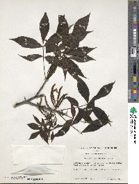 Carya glabra image