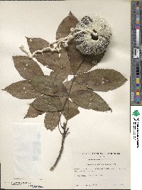 Carya glabra image