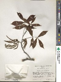 Carya glabra image