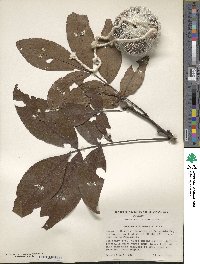 Carya glabra image