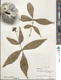 Carya glabra image