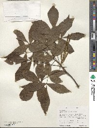 Carya glabra image