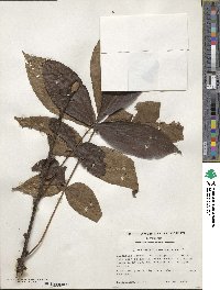 Carya glabra image