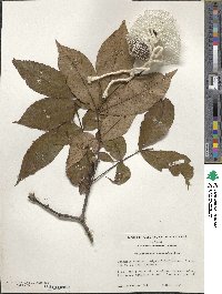 Carya glabra image