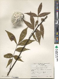 Carya glabra image