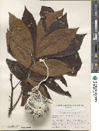 Carya glabra image