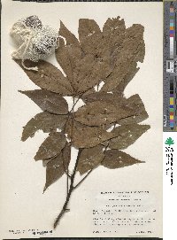 Carya glabra image