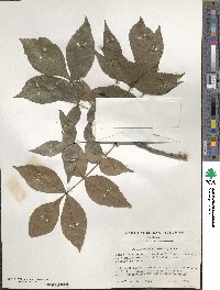 Carya glabra image