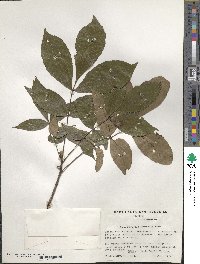 Carya glabra image