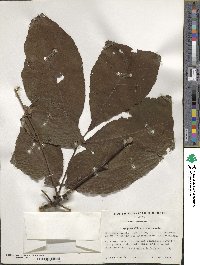 Carya glabra image