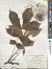 Carya glabra image