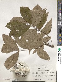 Carya glabra image