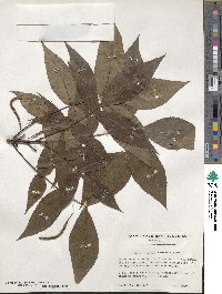 Carya glabra image