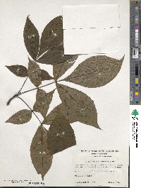 Carya glabra image