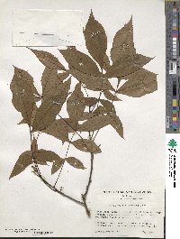 Carya glabra image