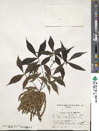 Carya glabra image