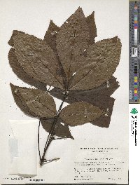 Carya glabra image