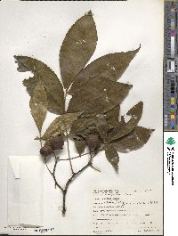 Carya glabra image