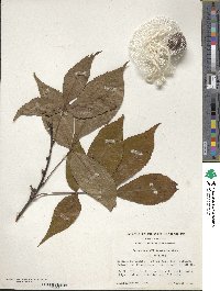 Carya glabra image