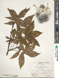 Carya glabra image