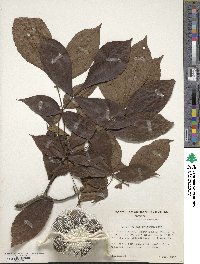 Carya glabra image