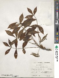 Carya glabra image