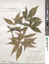 Carya glabra image