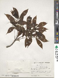 Carya glabra image