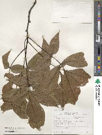 Carya glabra image