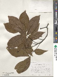 Carya glabra image