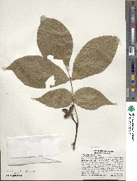 Carya glabra image