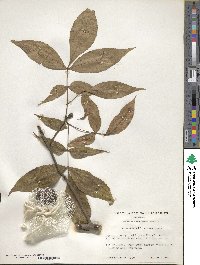 Carya glabra image