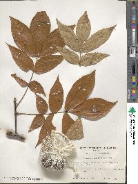 Carya glabra image