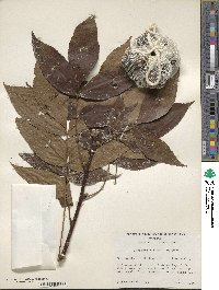 Carya glabra image