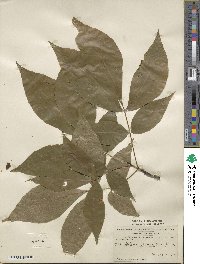 Carya glabra image