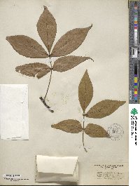 Carya glabra image