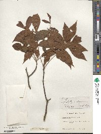 Carya glabra image